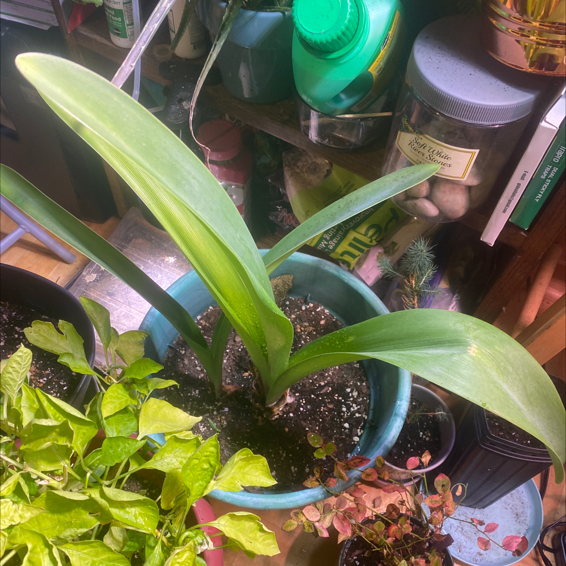 Potted Bush Lily with healthy green leaves and visible soil.
