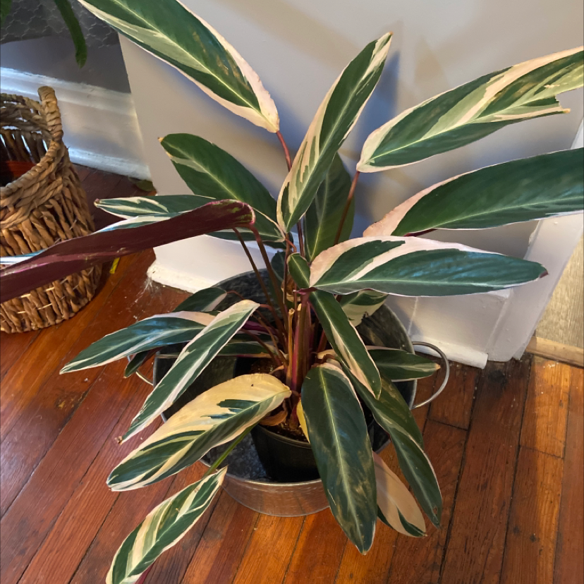 Never Never Plant with variegated leaves in a pot on a wooden floor.