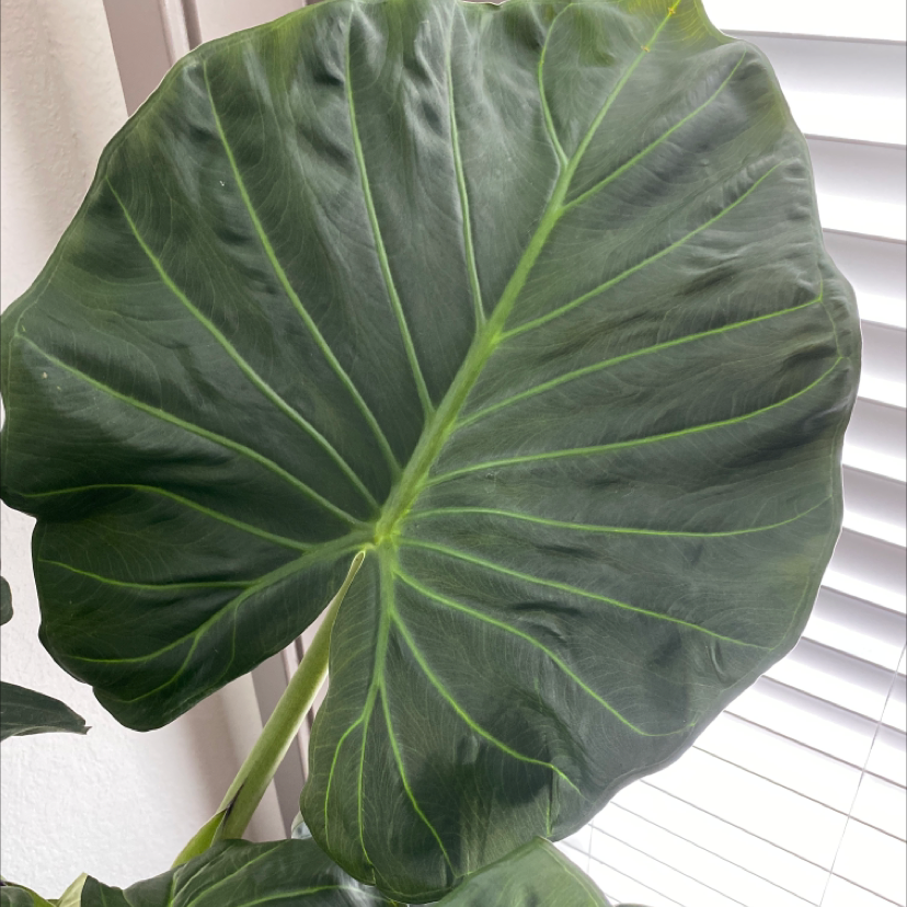 Close-up of a large, healthy Taro leaf with prominent veins.