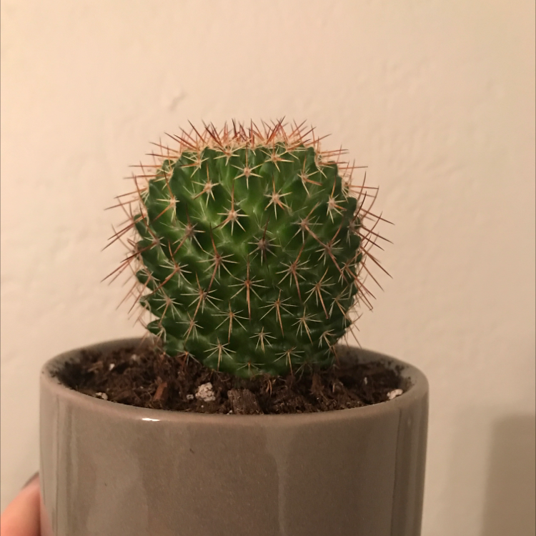 Little Nipple Cactus in a pot with visible soil, well-framed and in focus.