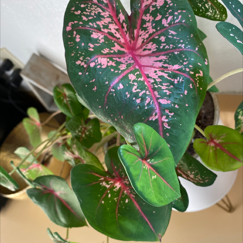 Healthy Heart of Jesus plant with vibrant pink and green variegated leaves growing in a white ceramic pot.