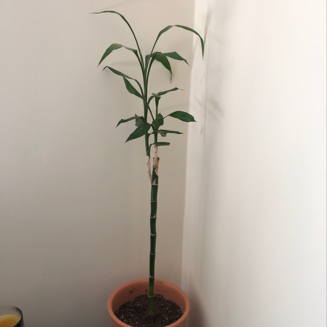 Healthy lucky bamboo plant with vibrant green foliage in a small terracotta pot with dark soil.