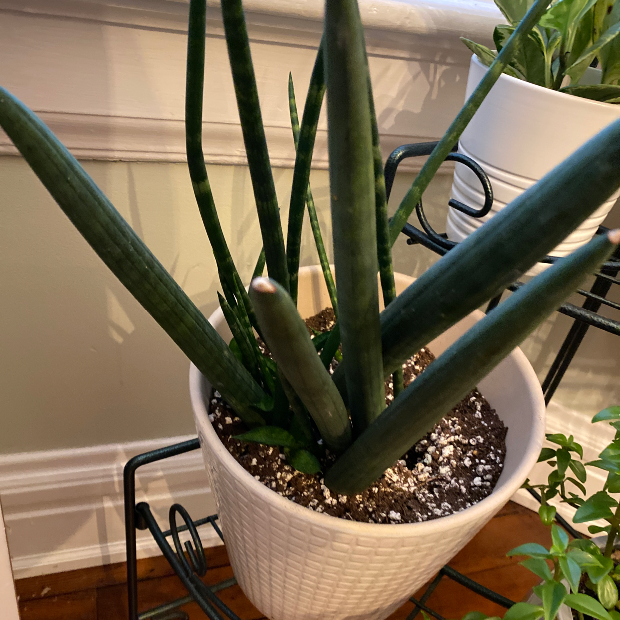 Cylindrical Snake Plant in a white pot with visible soil, healthy green leaves.