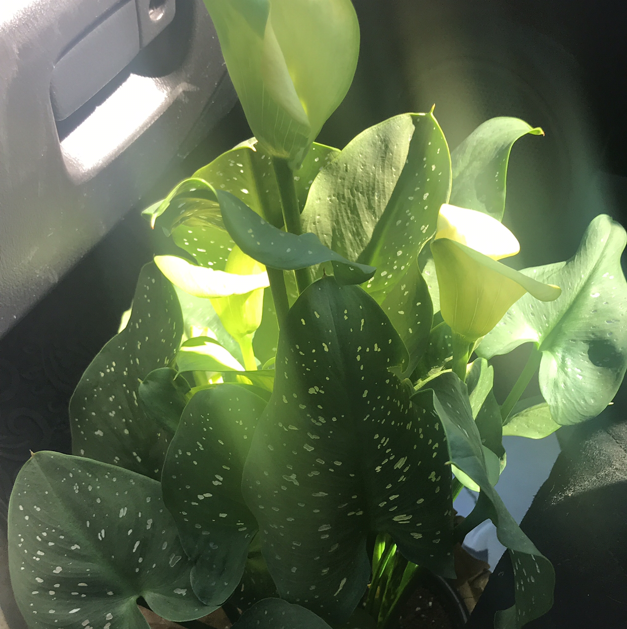 Spotted Calla Lily with dark green leaves and white spots, appears healthy and is flowering.