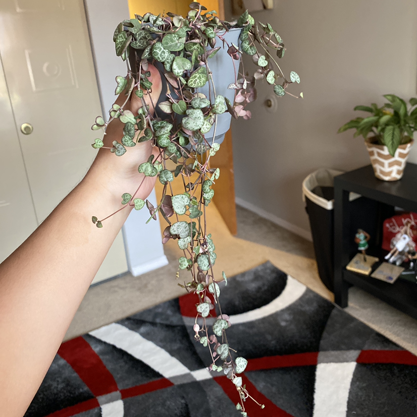 Close-up of a healthy variegated Chain of Hearts plant with trailing vines, being held by a person's hand indoors.