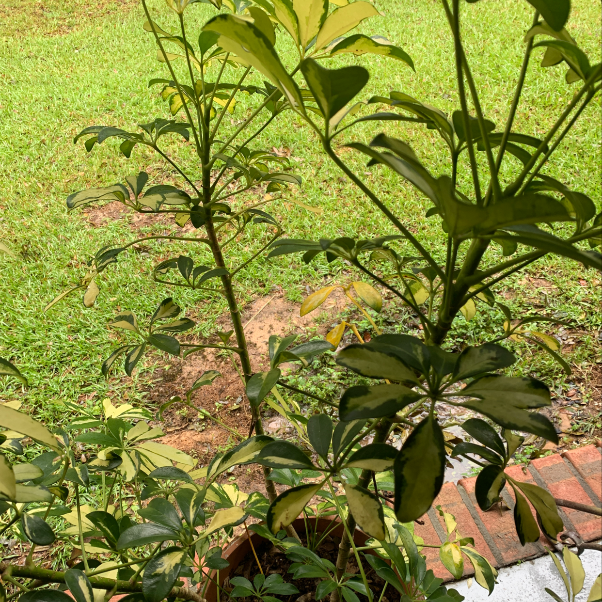 Photo of the plant species Jewel Orchid by Liz a named Luna on Greg, the plant care app