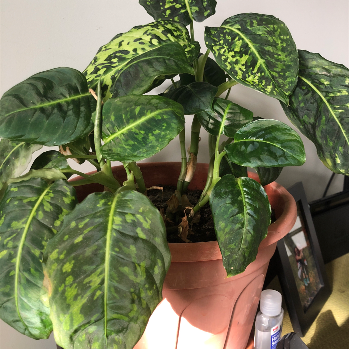 Healthy mature Dieffenbachia plant with lush variegated leaves in an orange terracotta pot, showing slight yellowing on lower leaves.