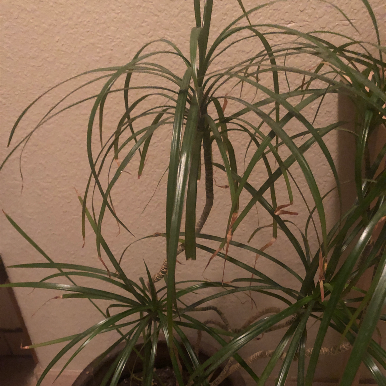 Photo of the plant species Dancing Lady by Octavio named Moira on Greg, the plant care app