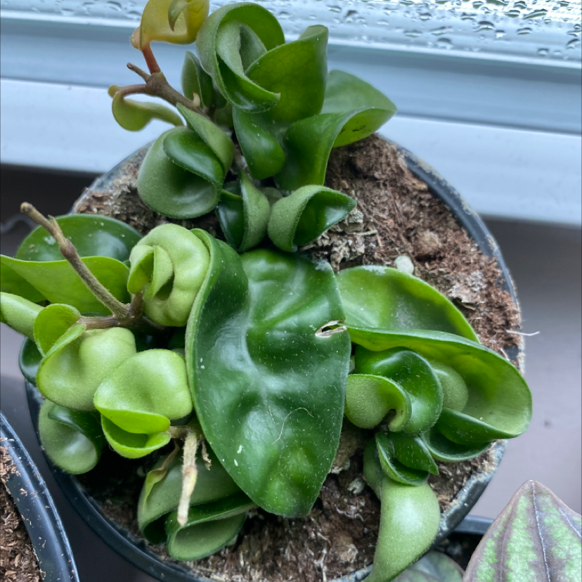 Hoya carnosa 'Compacta' plant in a pot with visible soil and healthy green leaves.