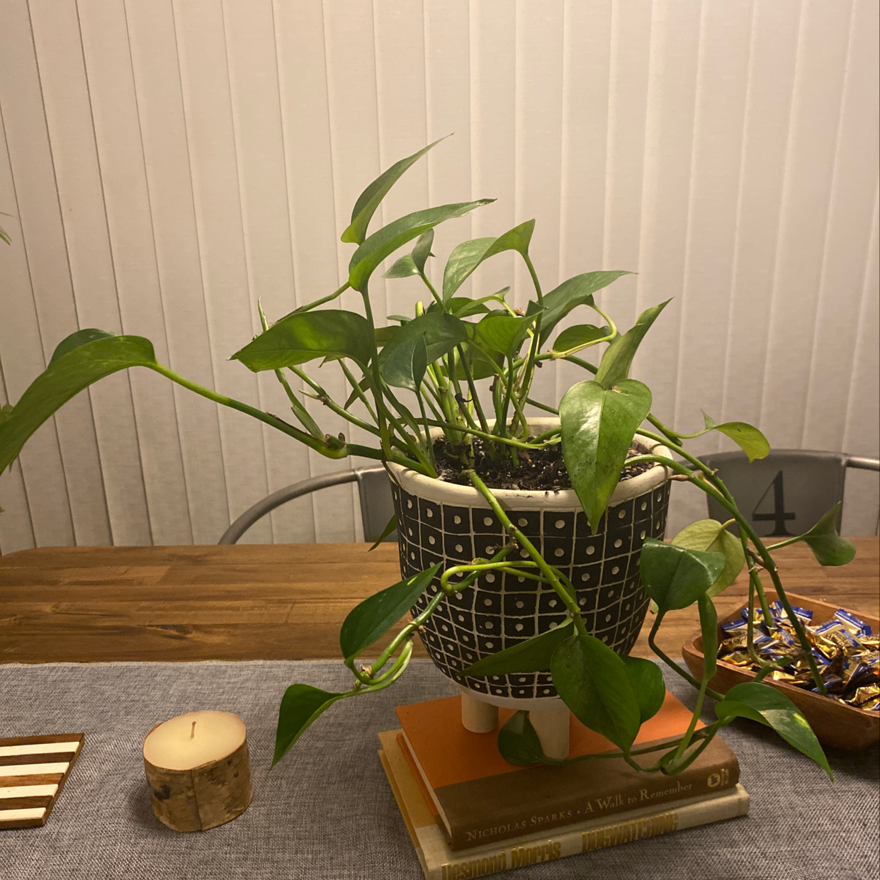 Healthy, lush Jade Pothos plant in black patterned pot on table with decor. Deep green, shiny, unblemished leaves.
