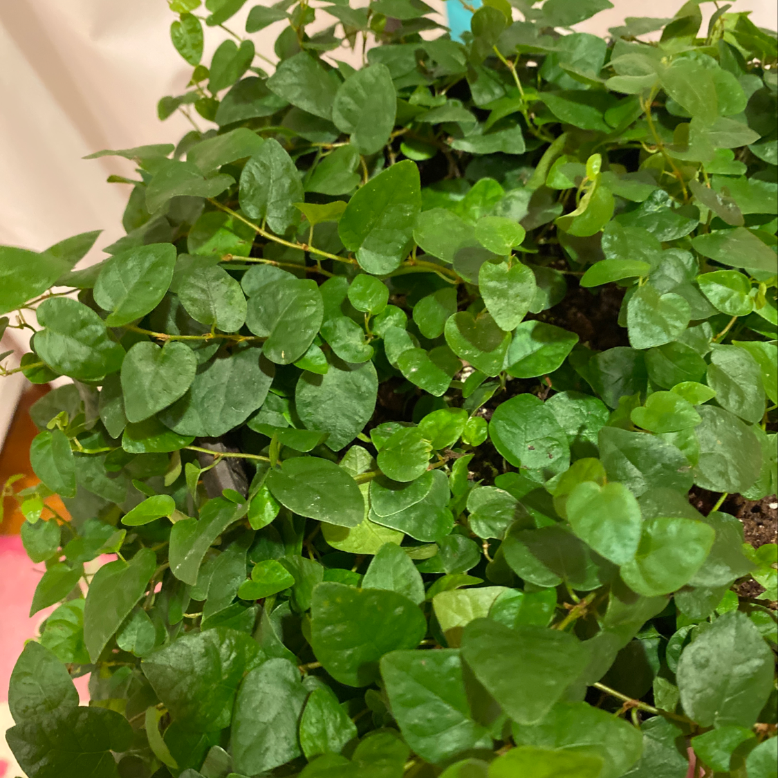 Close-up of a healthy, thriving Creeping Fig plant with dense, unblemished green heart-shaped leaves.