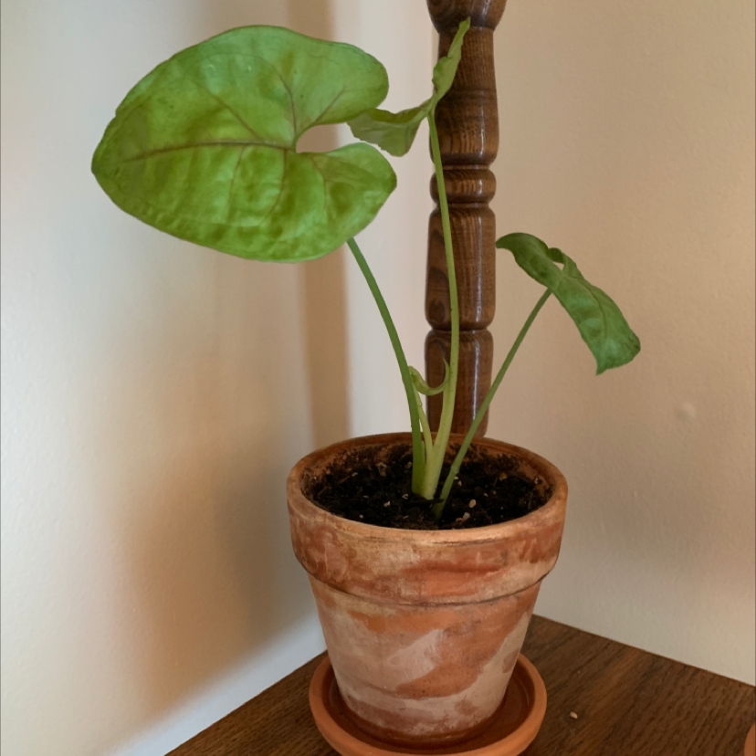 Healthy Arrowhead Plant in terracotta pot with slight yellowing on one leaf, supported by a wooden stake.