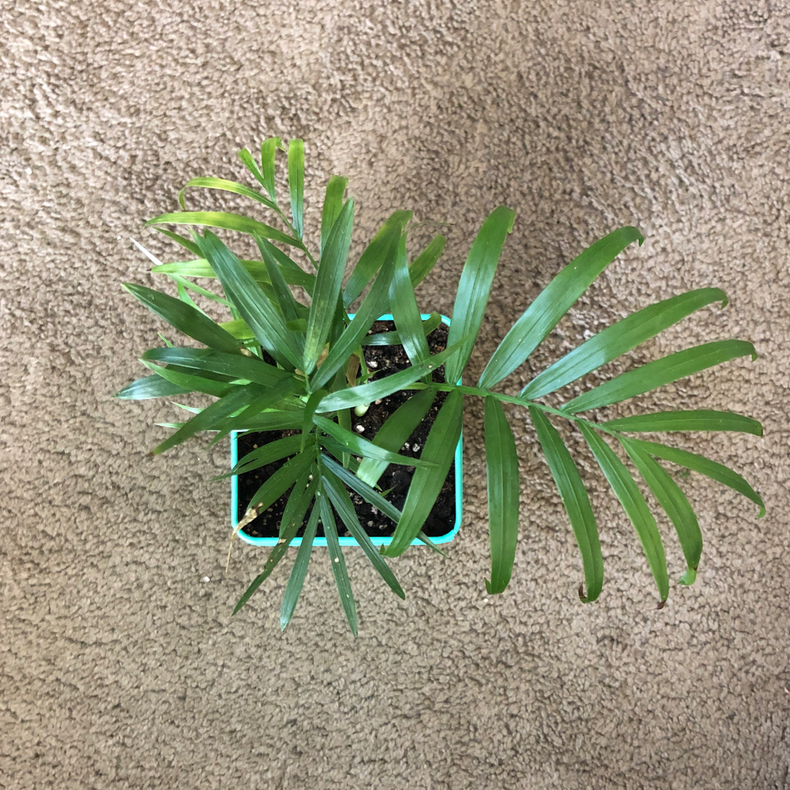 Healthy, thriving parlour palm plant with lush green feather-shaped fronds, cleanly photographed against a neutral background.