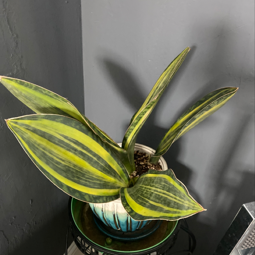 signs snake plant needs water