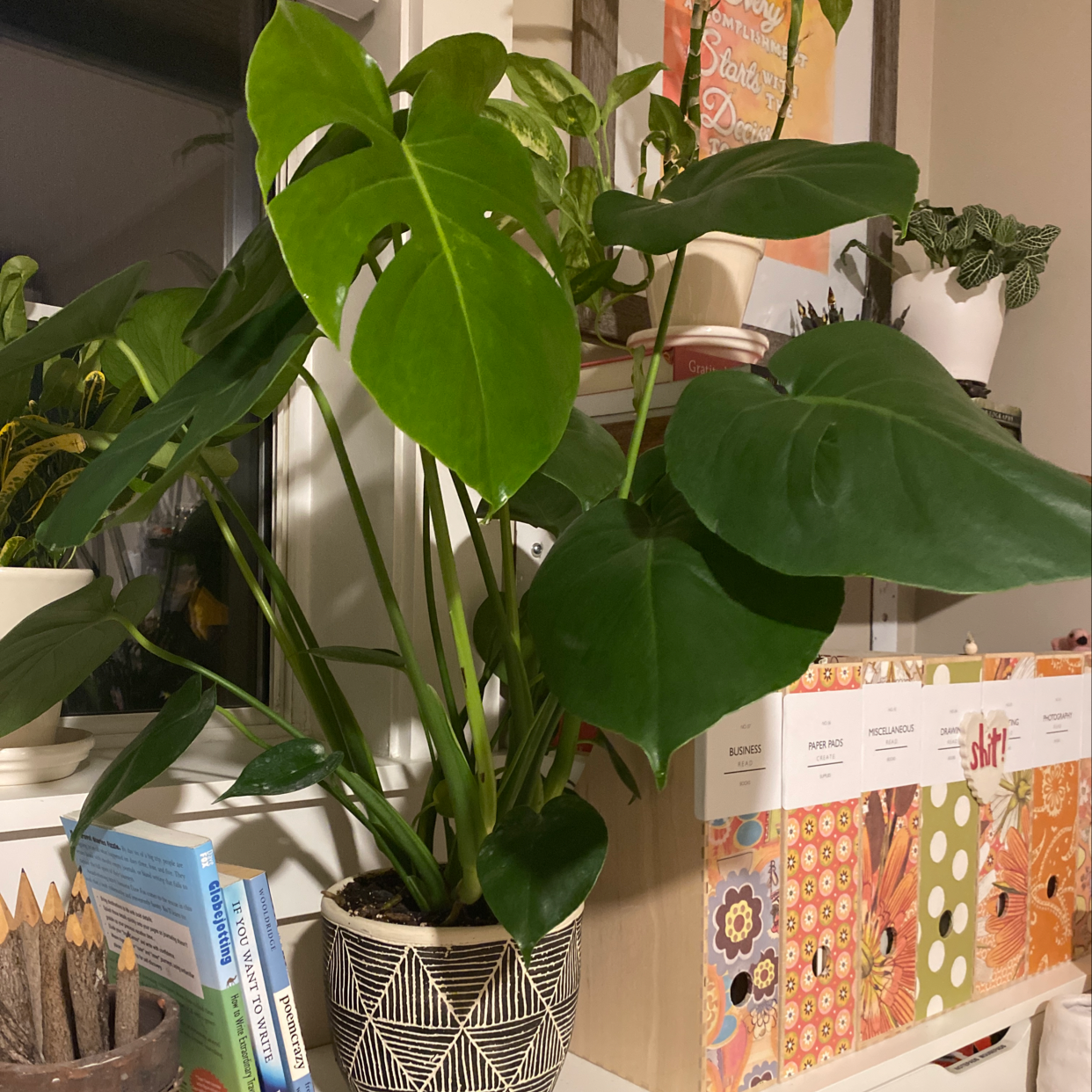 Healthy Monstera deliciosa houseplant with large green leaves growing in a patterned pot on a bookshelf with other plants.
