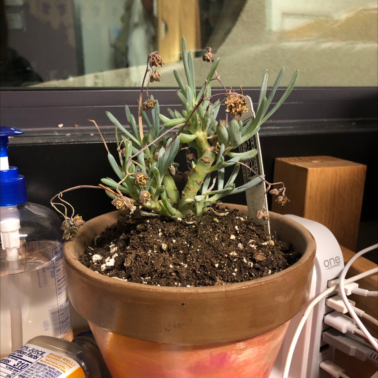Potted Narrow-Leaf Chalk Sticks plant with some dried flowers and visible soil.