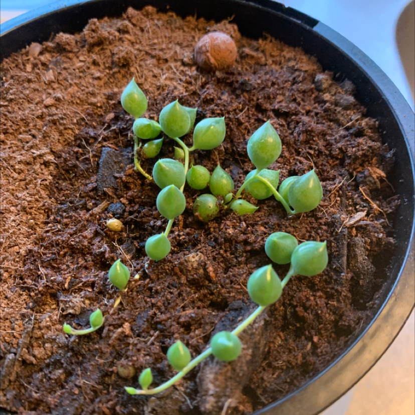 String of Pearls plant in a pot with visible soil and small green leaves.
