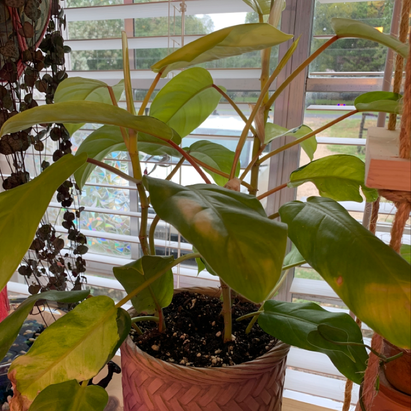 Photo of the plant species Tasmanian Waratah by Tiffany named Philodendron golden goddess on Greg, the plant care app