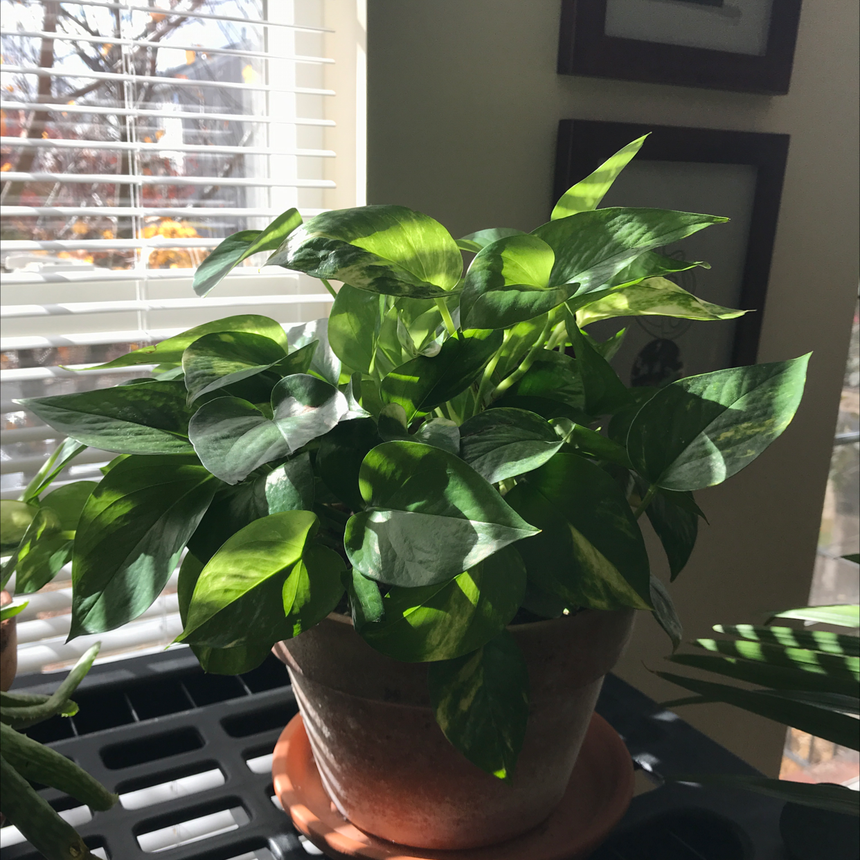 Healthy, thriving Jade Pothos plant with vibrant green variegated leaves, in a terra cotta pot on a window sill.