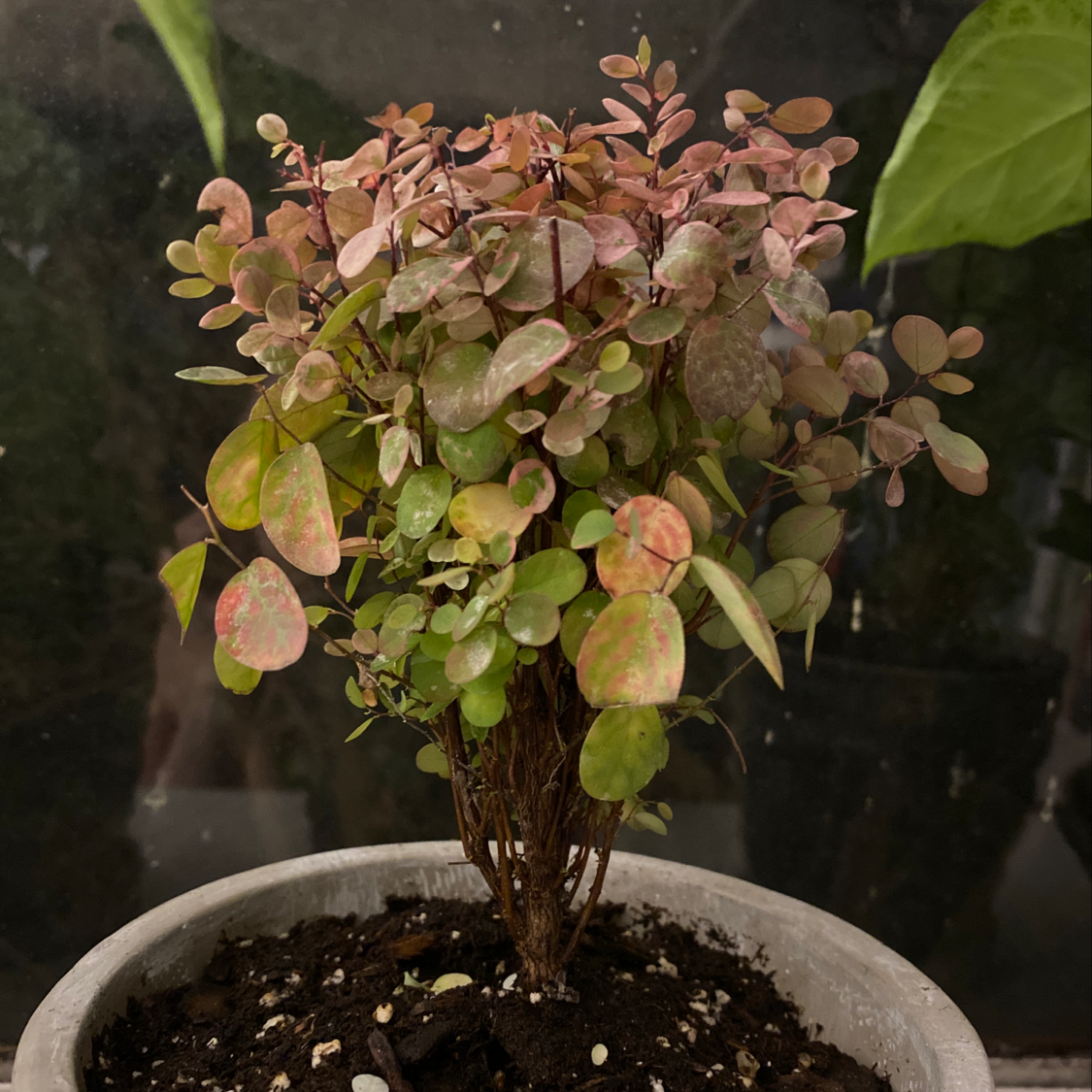 Photo of the plant species Multicolored Variegated Amazonic Alocasia by Eryn named Fiona on Greg, the plant care app