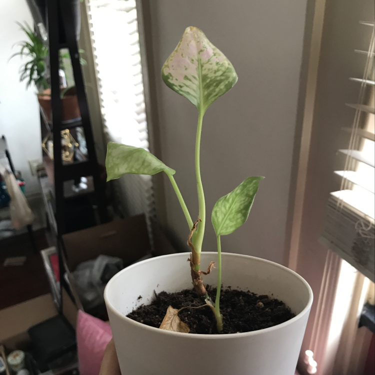 Healthy young Dieffenbachia plant with vibrant green and white variegated leaves growing in a white pot.