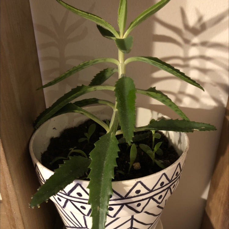 A healthy Mother of Thousands plant with small plantlets growing along the edges of its long, narrow leaves, potted in a decorative planter.