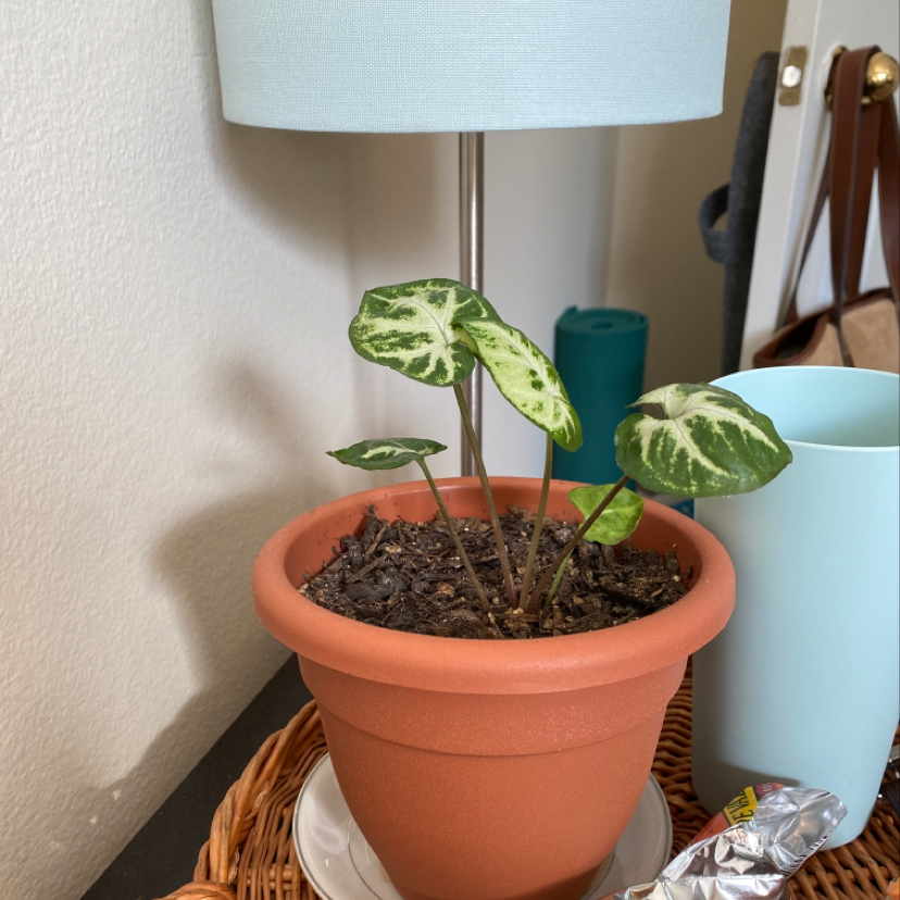 Healthy Arrowhead Plant in terracotta pot with vibrant green variegated leaves and visible potting soil.