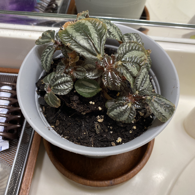 Potted Aluminum Plant with dark green leaves and silver markings, some browning visible.