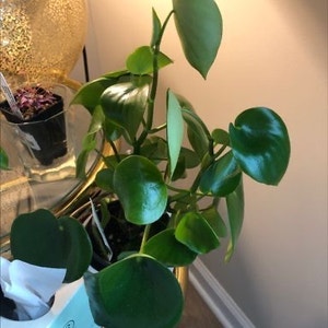 Vining Peperomia plant photo by Donna named Delilah on Greg, the plant care app.