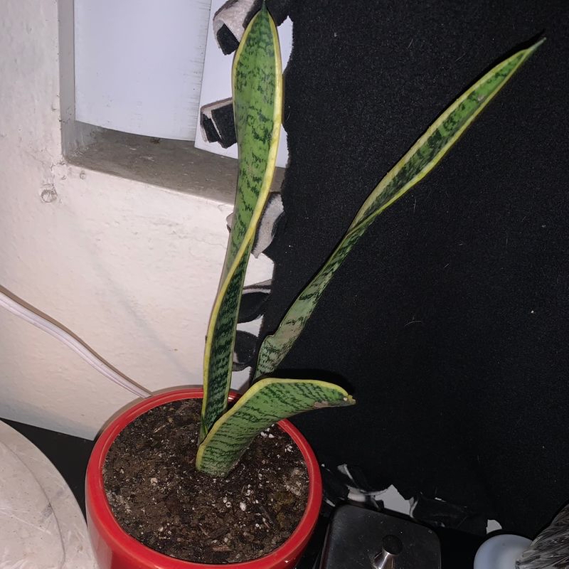 Snake Plant plant photo by @Babyplant named Lavender on Greg, the plant care app.