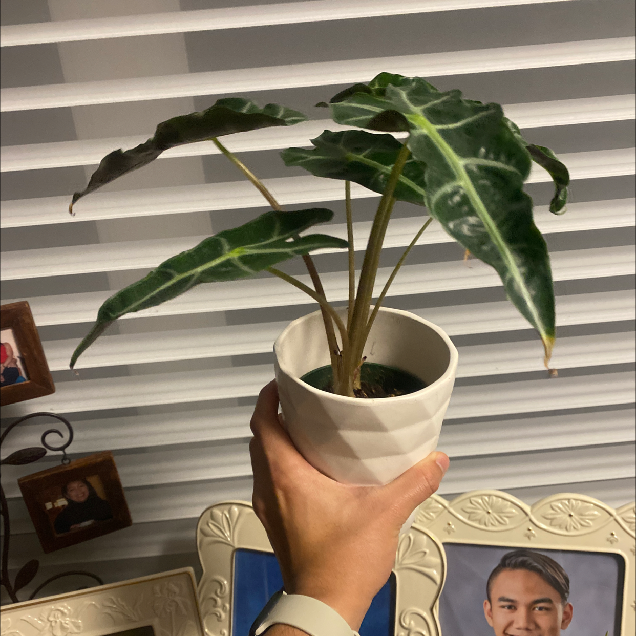 Hand holding a healthy blushing philodendron houseplant with dark green heart-shaped leaves, slight yellowing on some leaves.