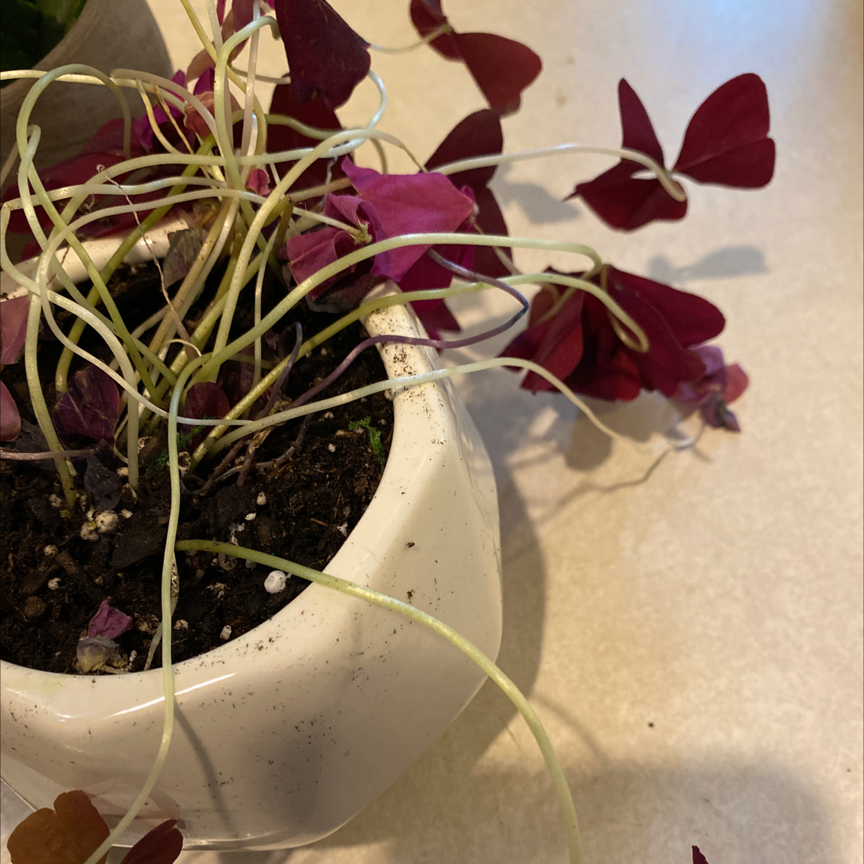 Healthy Purple Shamrock plant with dense canopy of deep burgundy triangular leaves in white ceramic pot, no discoloration.