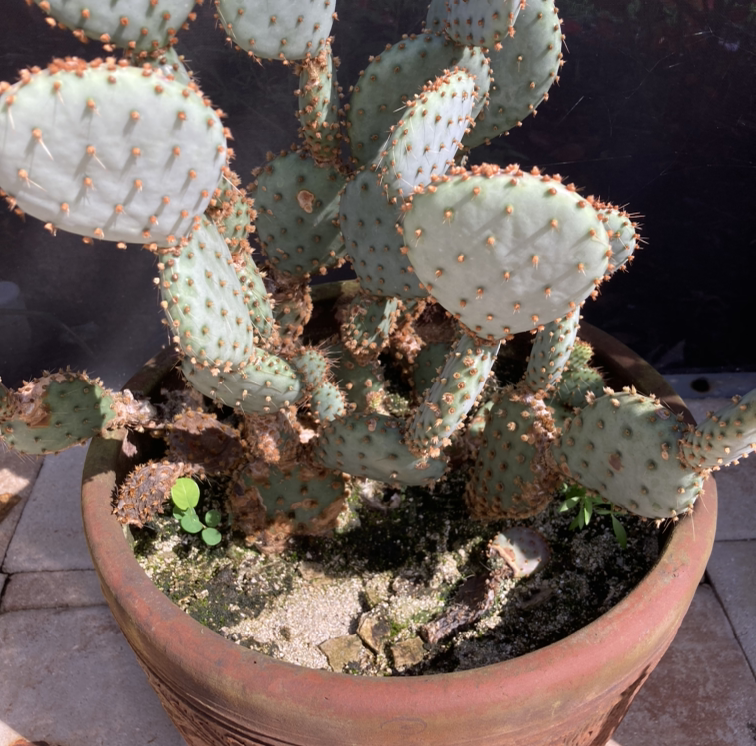 Photo of the plant species Smooth Prickly Pear by @Kwestannie named Tucson on Greg, the plant care app