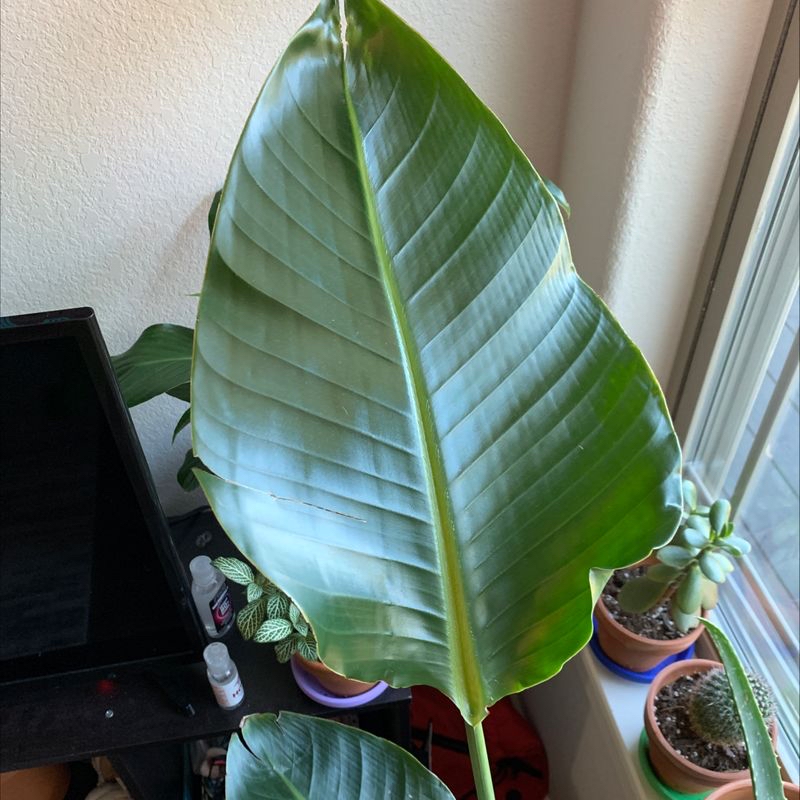 Large, healthy White Bird of Paradise plant with broad green leaves prominently veined. Thriving indoor specimen with slight yellow tint to foliage.