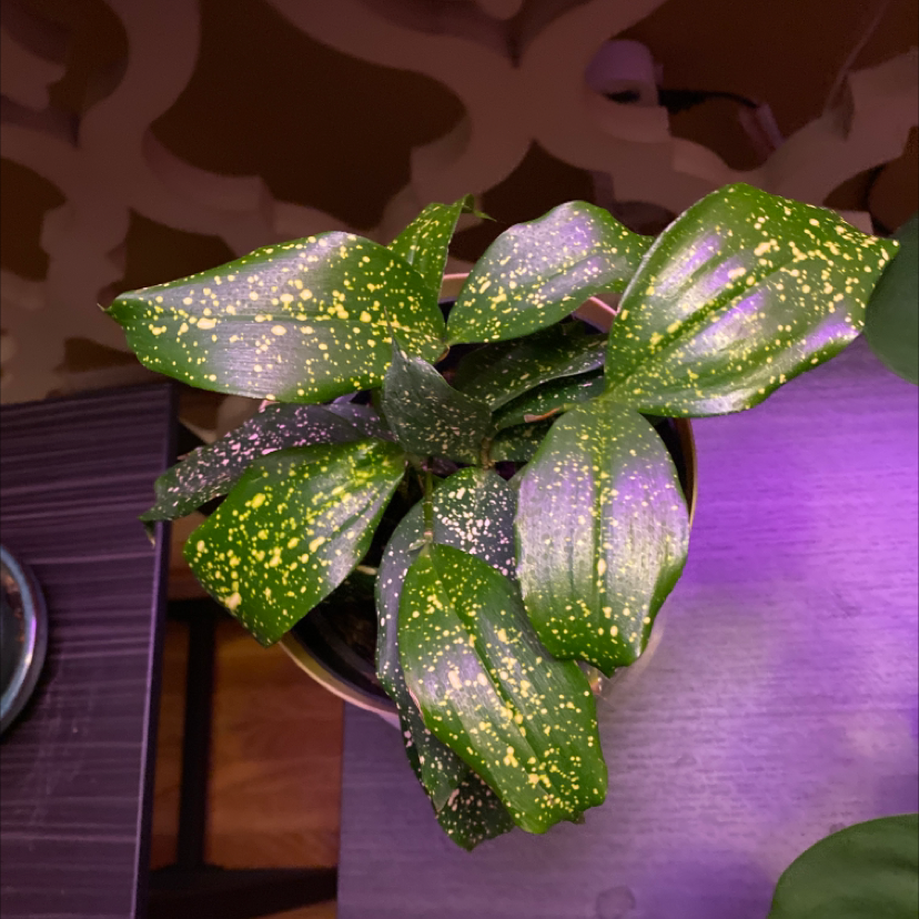 Close-up of healthy Gold Dust Dracaena plant leaves with lime green speckles on dark green, hand gently holding leaf to showcase pattern.