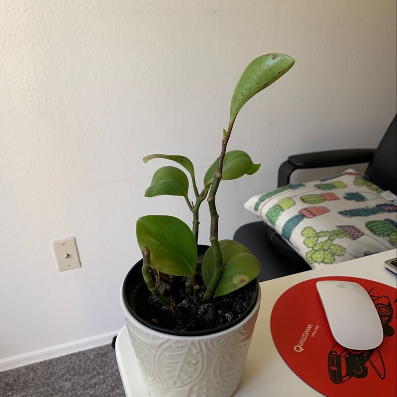 Baby Rubber Plant plant photo by @babyyjo named Marilyn on Greg, the plant care app.