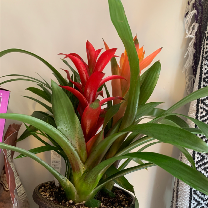 Vibrant red and green bromeliad plant, likely a Guzmania, with spiky leaves in a rosette. Potted in well-draining soil mix.