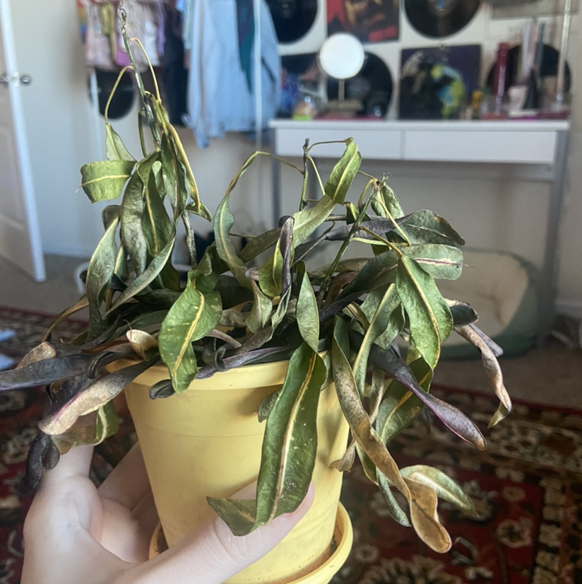 A potted Croton 'Petra' plant with colorful variegated foliage in shades of green, yellow and red. Some lower leaves show slight yellowing.