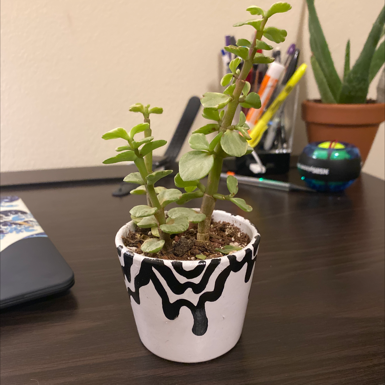 Healthy Elephant Bush (Portulacaria afra) in a decorative pot on a desk with office supplies.