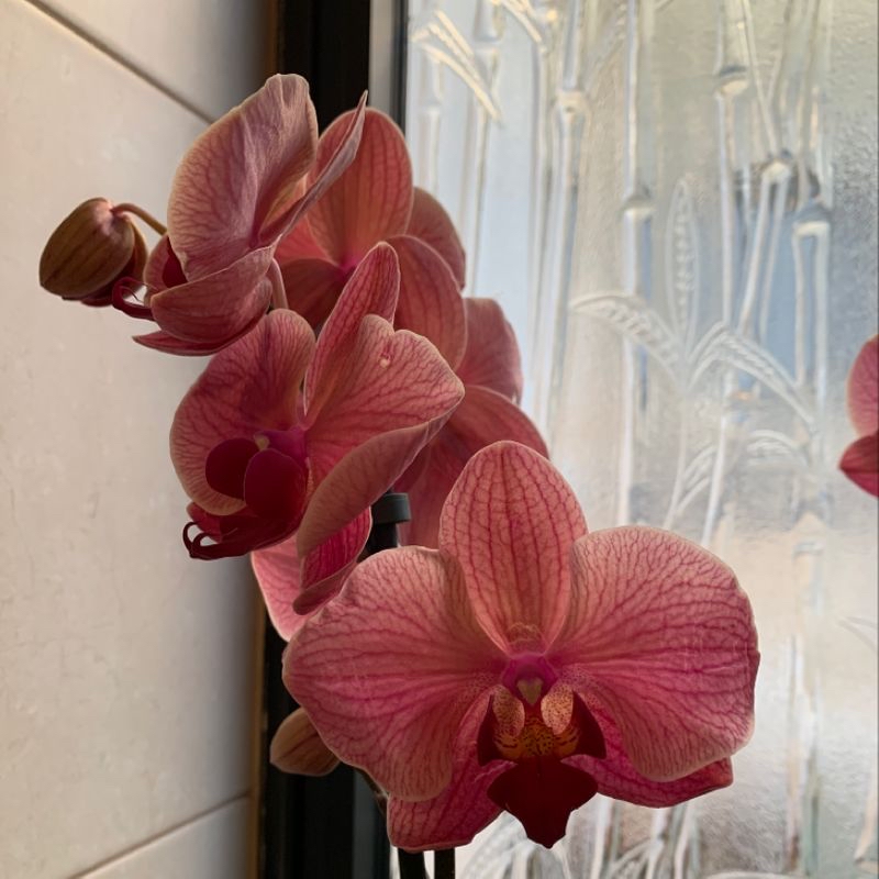 Jewel Orchid with vibrant pink flowers, healthy and well-framed.
