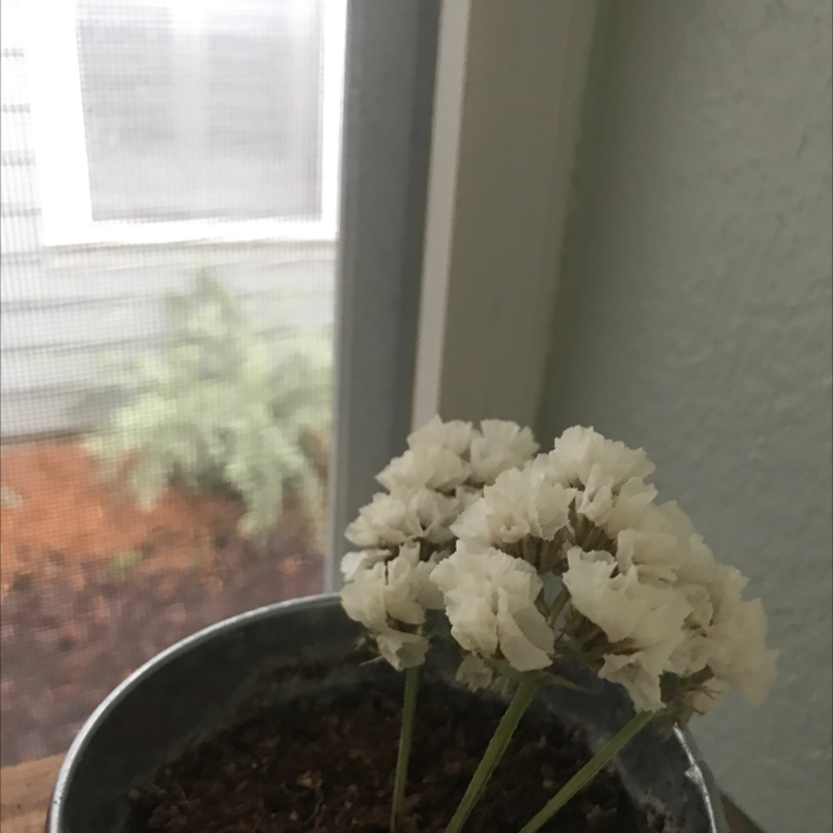 White flowering Kalanchoe plant in pot on windowsill, appearing healthy and in full bloom with no signs of discoloration or damage.