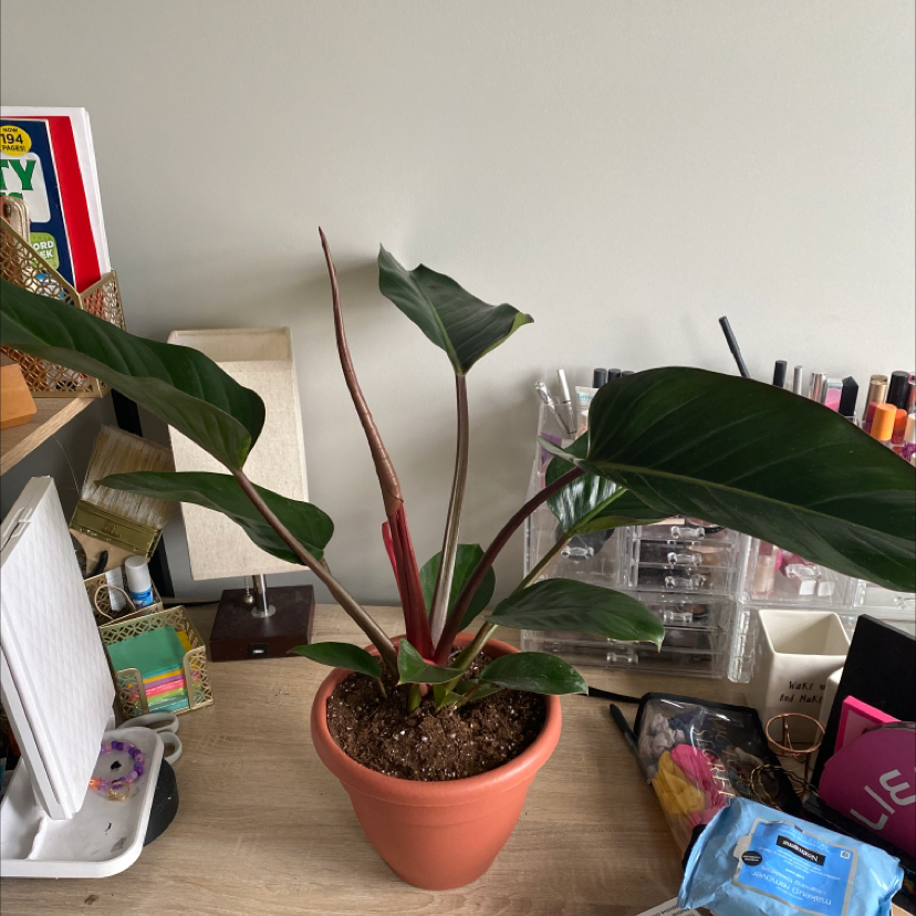 Healthy Blushing Philodendron plant with large glossy green and burgundy leaves, on a desk with office supplies.