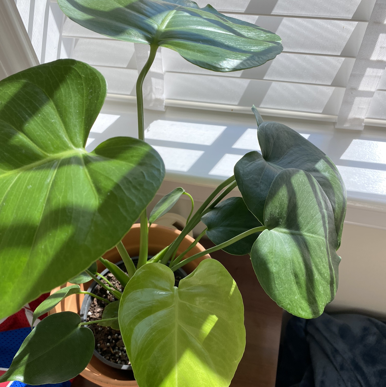 Photo of the plant species Obregonia denegrii by Maggie named Monstera on Greg, the plant care app