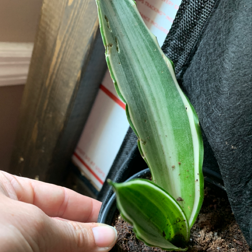 Sansevieria 'Lauren' plant with a single healthy leaf, soil visible, and a hand holding the pot.