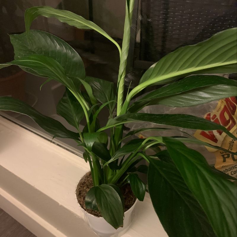 Healthy, thriving peace lily with lush green leaves, planted in a brown woven basket. No signs of discoloration or disease.