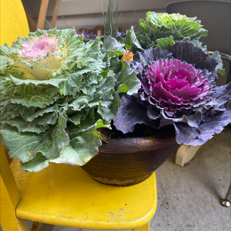 Vibrant ornamental cabbages and kales in shades of green, purple and pink, arranged in a wooden pot on a bright yellow chair.