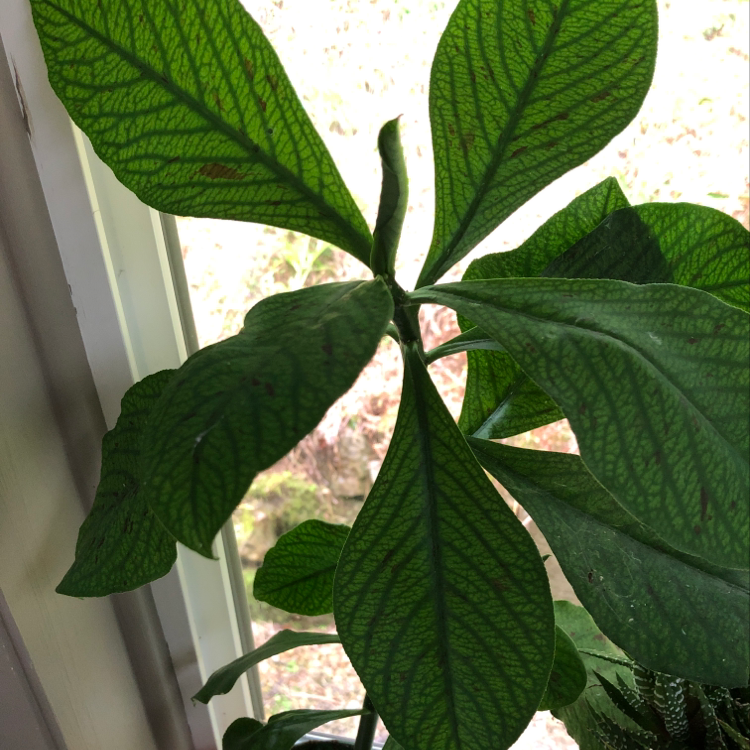 Mystery euphorbia tree