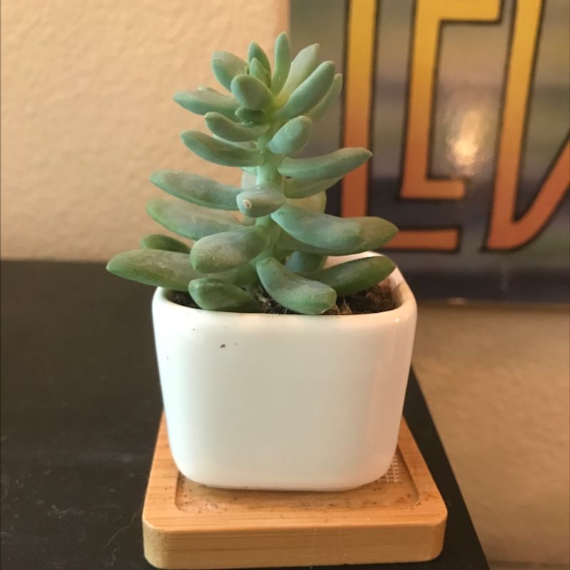 Jelly Bean Plant (Sedum rubrotinctum) in a small white pot on a wooden coaster.
