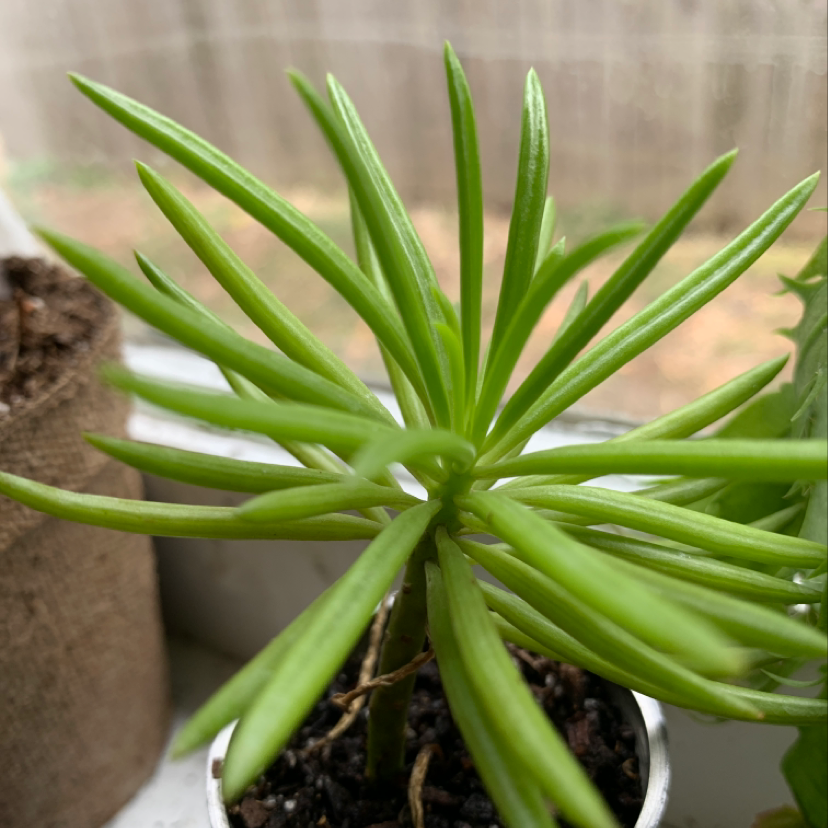 Healthy Succulent Bush Senecio with elongated green leaves in a pot.