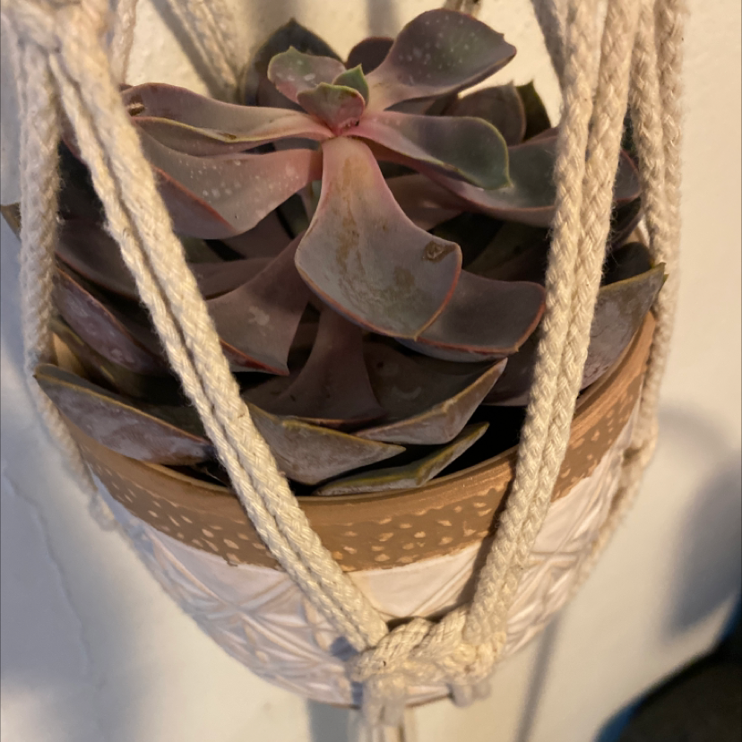 Hanging pot with a Ghost Plant (Graptopetalum paraguayense) showing slight leaf discoloration.